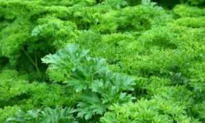 Можно ли есть свежую и сушеную зелень при грудном вскармливании? Рекомендации по введению и употреблению