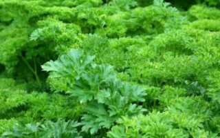 Можно ли есть свежую и сушеную зелень при грудном вскармливании? Рекомендации по введению и употреблению