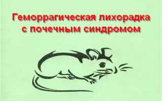 Как передается геморрагическая лихорадка, симптомы и лечение