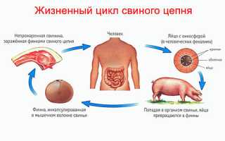 Свиной цепень – представитель ленточных гельминтов