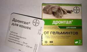 Способ применения и дозы Дронтала для котов
