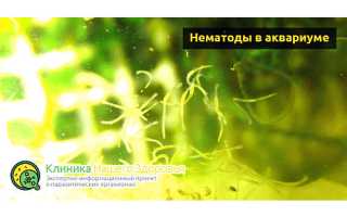 Нематоды в аквариуме — как избавиться от паразитов