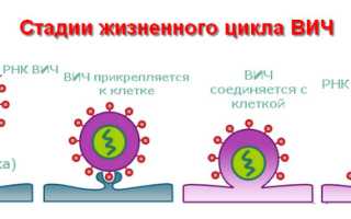 Почему путают между собой ВИЧ и СПИД