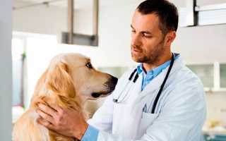 Как собаки могут заразиться лейшманиозом и как их лечить?