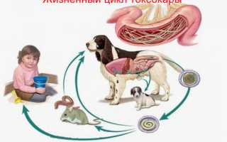 Токсокара – собачий и кошачий гельминт