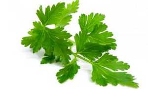 Можно ли петрушку при грудном вскармливании? Когда, сколько и в каком виде?