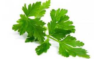 Можно ли петрушку при грудном вскармливании? Когда, сколько и в каком виде?