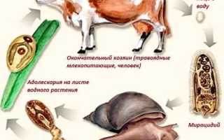 Фасциолез: симптомы, диагностика и лечение заболевания
