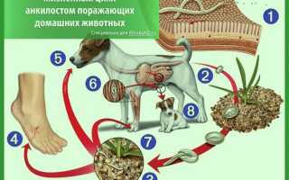 Анкилостома у кошек и собак