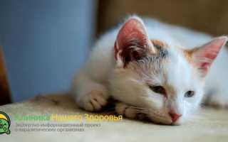 Глисты у кошек
