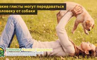 Может ли человек заразиться глистами от собаки