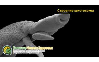 Шистосомы – жизненный цикл и опасность заражения