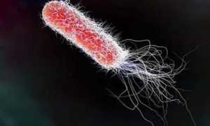 Обнаружены escherichia coli в мазке у женщины – что делать