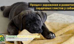 Глисты в сердце у собак: симптомы и лечение