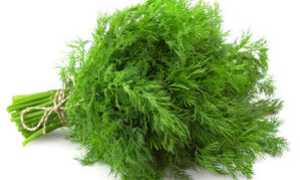 Можно ли есть укроп маме при грудном вскармливании?