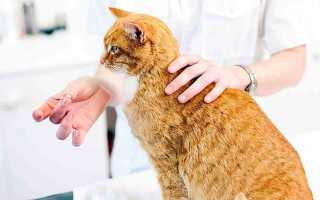 Лучшие средства от гельминтов для кошек