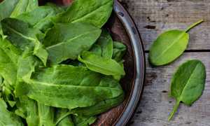 Можно ли щавель при грудном вскармливании?