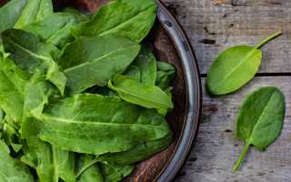 Можно ли щавель при грудном вскармливании?