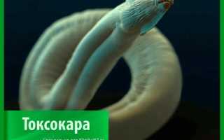 Токсокароз — классификация, причины, симптомы, лечение