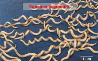 Как передается болезнь Лайма — симптомы и лечение