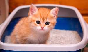 Причины, диагностика и лечение диареи у котят