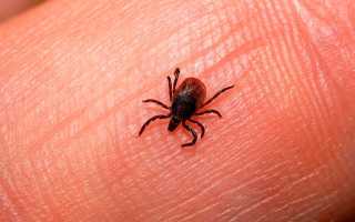 Источники заражения, симптомы и помощь при клещевом энцефалите