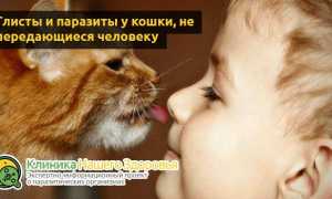 Передаются ли глисты от кошек человеку?