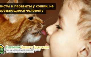 Передаются ли глисты от кошек человеку?