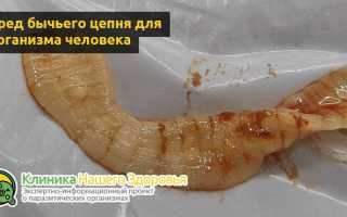 Как можно заразиться бычьим цепнем