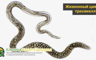 Паразиты в мышцах человека — симптомы и места обитания