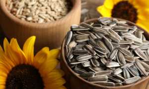 Можно ли семечки при ГВ (жареные или сырые)?