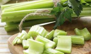 Можно ли корень и стебель сельдерея при грудном вскармливании в первые месяцы после родов?