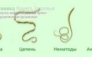 Виды глистов