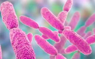 Норма и лечение клебсиелла пневмония в моче и в крови