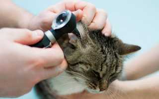 Пути заражения, лечение и профилактика ушного клеща у котов