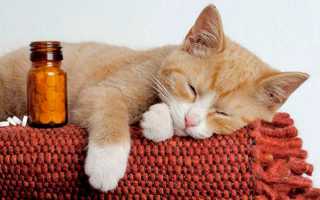 Популярные глистогонные препараты для котов