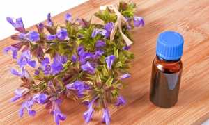 Как пить шалфей для прекращения или уменьшения лактации? Как приготовить отвар, настой шалфея в домашних условиях?