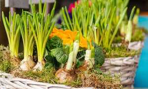 Можно ли есть зеленый лук при грудном вскармливании?