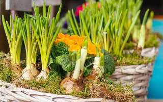 Можно ли есть зеленый лук при грудном вскармливании?