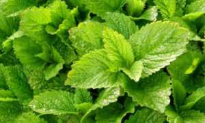 Можно ли пить мелиссу при грудном вскармливании? Правила употребления травяного чая при лактации