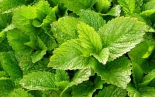 Можно ли пить мелиссу при грудном вскармливании? Правила употребления травяного чая при лактации