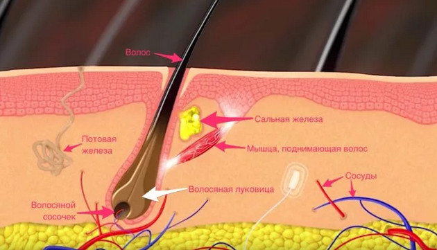 строение фолликулов волос