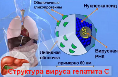 структура вируса гепатита С