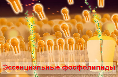 эссенциальные фосфолипиды