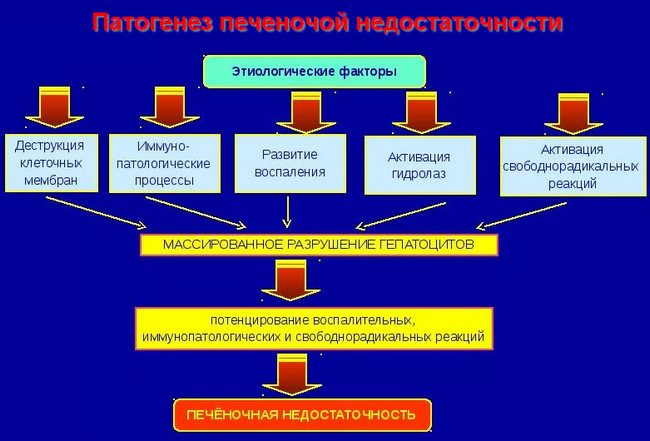 патогенез печеночной недостаточности