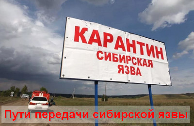 как передается сибирская язва
