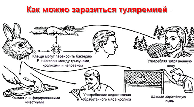 как можно заразиться туляремией