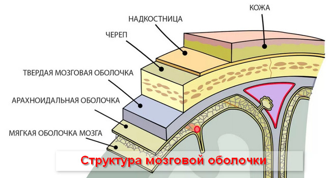 структура мозговой оболочки