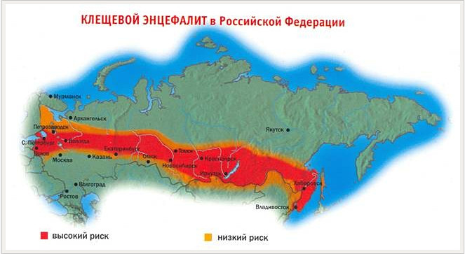 очаговость энцефалита