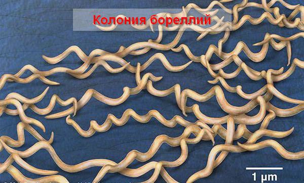 колония боррелий
